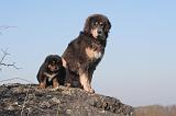 DOGUE DU TIBET 415